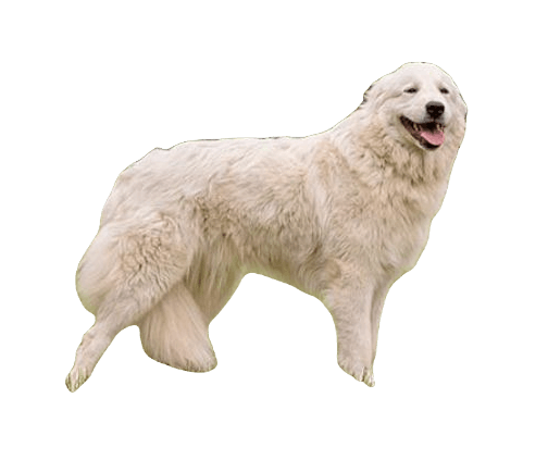 Maremma Sheep Dog breed information in all topics