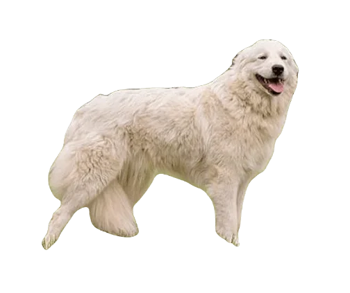 Maremma Sheep Dog breed information in all topics