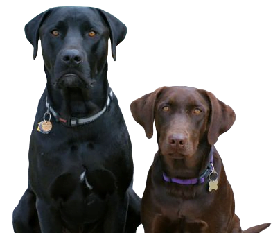 Mastador Dog breed information in all topics