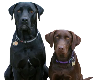 Mastador Dog breed information in all topics