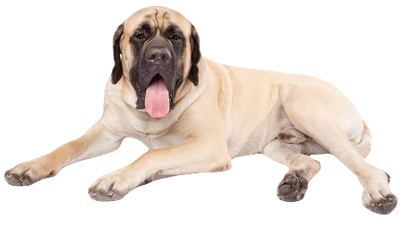 Mastiff Dog breed information in all topics