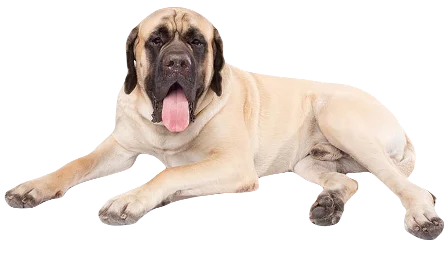 Mastiff Dog breed information in all topics