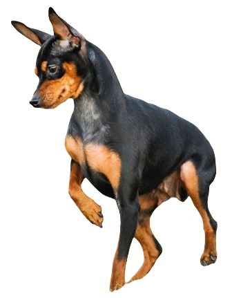 Miniature Pinscher Dog breed information in all topics