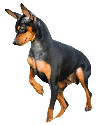 Miniature Pinscher Dog breed information in all topics