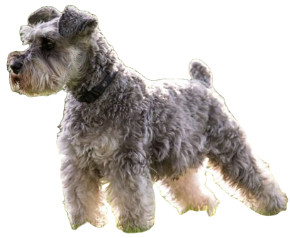 Miniature Schnauzer Dog breed information in all topics