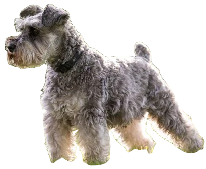 Miniature Schnauzer Dog breed information in all topics