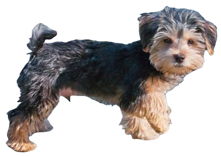 Morkie Dog breed information in all topics