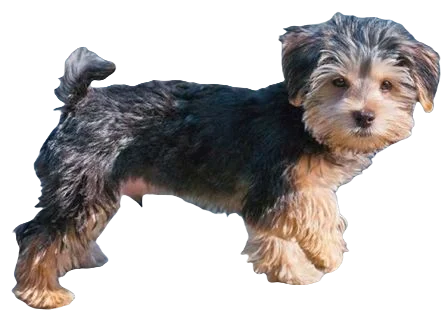 Morkie Dog breed information in all topics