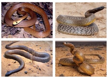 Most dangerous taipan snakes information