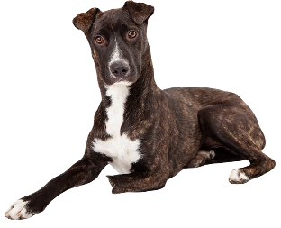 Mountain Cur Dog breed information in all topics