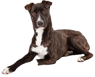 Mountain Cur Dog breed information in all topics