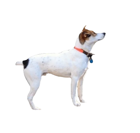 Mountain Feist Dog breed information in all topics