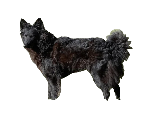 Mudi Dog breed information in all topics