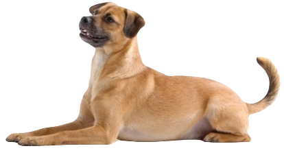 Mutt Dog breed information in all topics