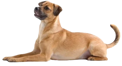 Mutt Dog breed information in all topics