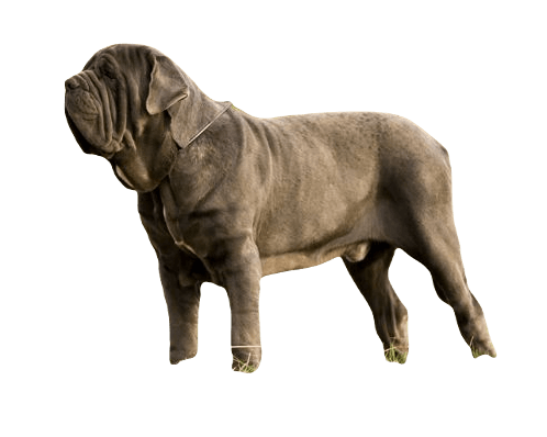 Neapolitan Mastiff Dog breed information in all topics