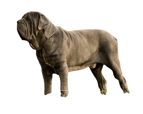 Neapolitan Mastiff Dog breed information in all topics