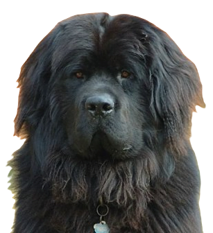 Newfoundland Dog breed information in all topics
