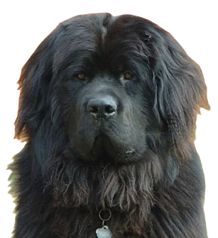 Newfoundland Dog breed information in all topics