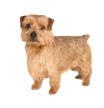 Norfolk Terrier Dog breed information in all topics