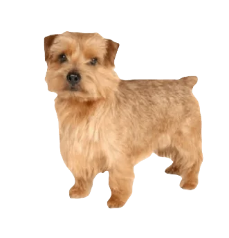 Norfolk Terrier Dog breed information in all topics