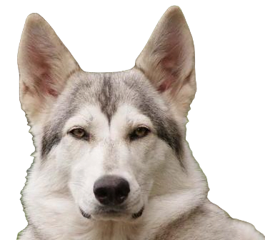 Northern Inuit Dog breed information in all topics
