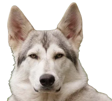 Northern Inuit Dog breed information in all topics