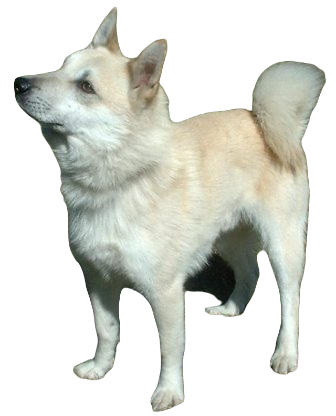 Norwegian Buhund Dog breed information in all topics