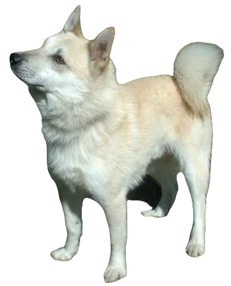 Norwegian Buhund Dog breed information in all topics