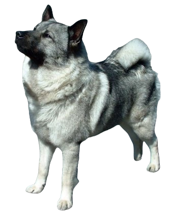 Norwegian Elkhound Dog breed information in all topics