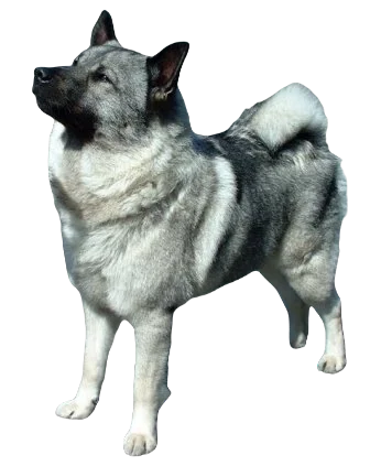 Norwegian Elkhound Dog breed information in all topics