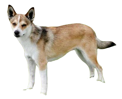 Norwegian Lundehund Dog breed information in all topics