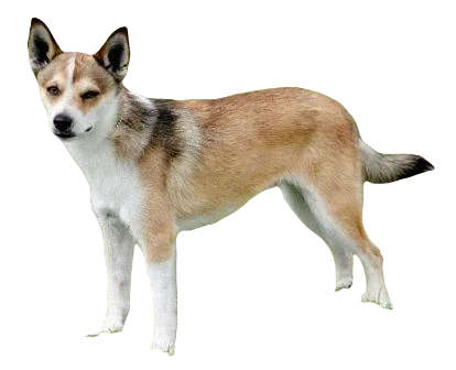 Norwegian Lundehund Dog breed information in all topics