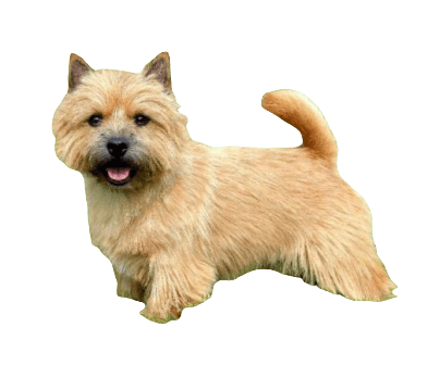 Norwich Terrier Dog breed information in all topics