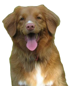 Nova Scotia Duck Tolling Retriever Dog breed information in all topics