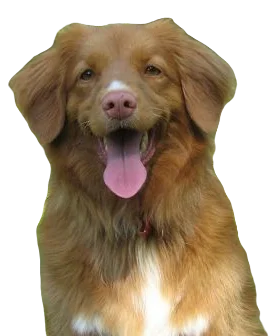 Nova Scotia Duck Tolling Retriever Dog breed information in all topics