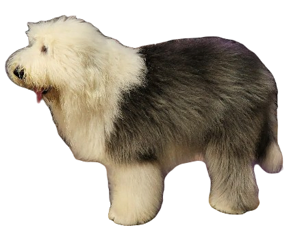 Old English Sheep Dog breed information in all topics