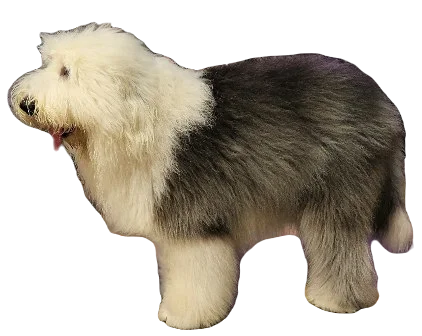 Old English Sheep Dog breed information in all topics