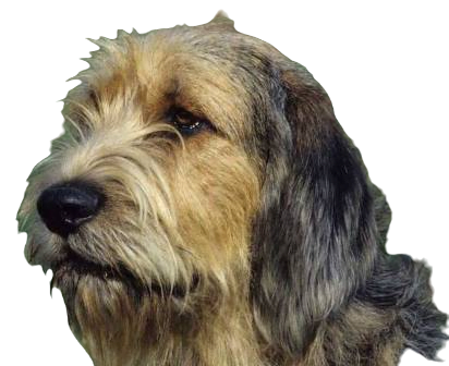 Otterhound Dog breed information in all topics