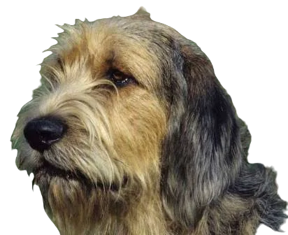 Otterhound Dog breed information in all topics