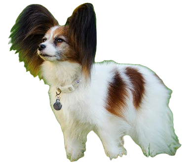Papillon Dog breed information in all topics