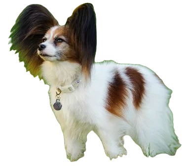 Papillon Dog breed information in all topics
