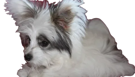 Papipoo Dog breed information in all topics