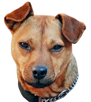 Patterdale Terrier Dog breed information in all topics