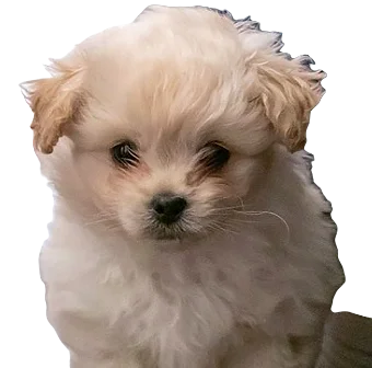 Peekapoo Dog breed information in all topics