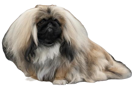 Pekingese Dog breed information in all topics