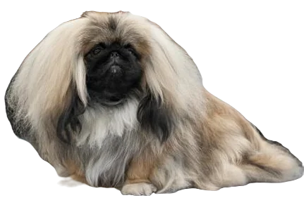 Pekingese Dog breed information in all topics