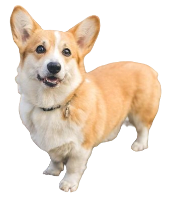 Pembroke Welsh Corgi Dog breed information in all topics