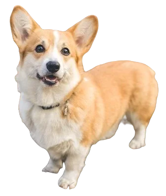 Pembroke Welsh Corgi Dog breed information in all topics