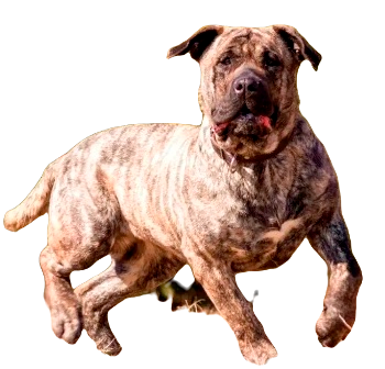 Perro de Presa Canario Dog breed information in all topics